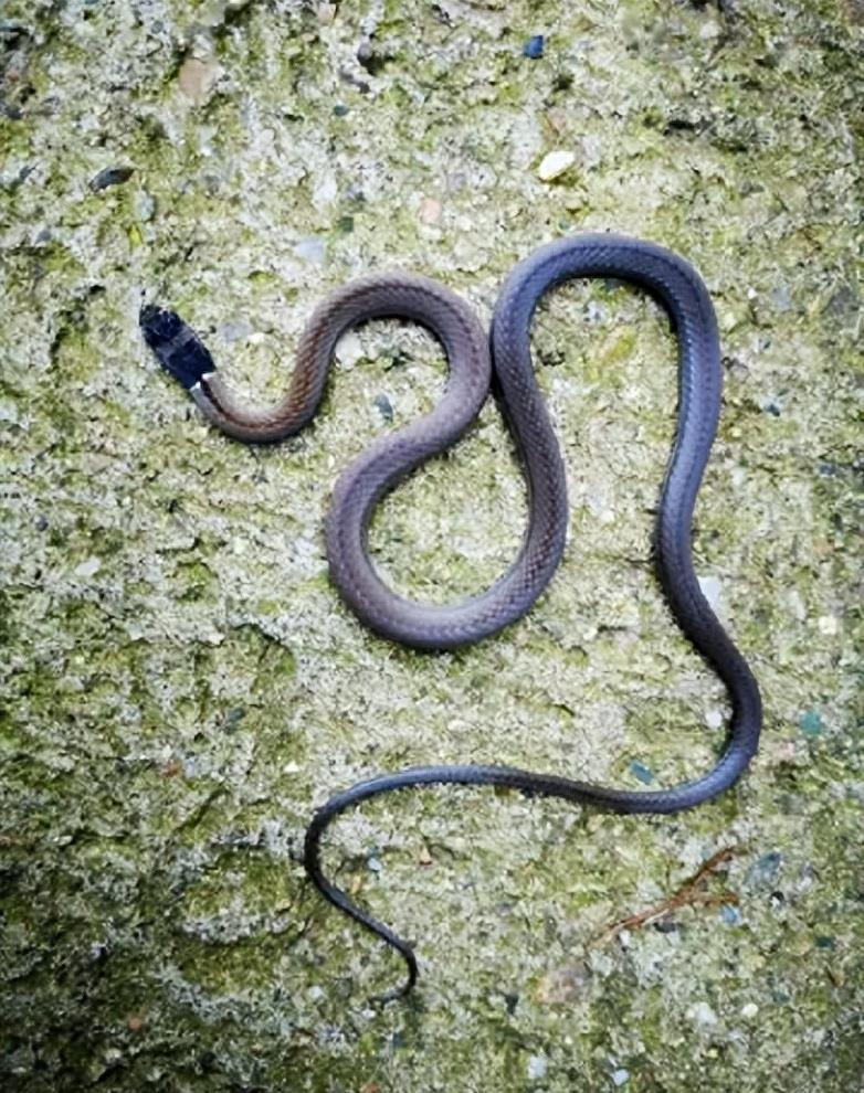 “蛇灭门”到底有多神奇？揭秘老人口中的杀蛇神器！