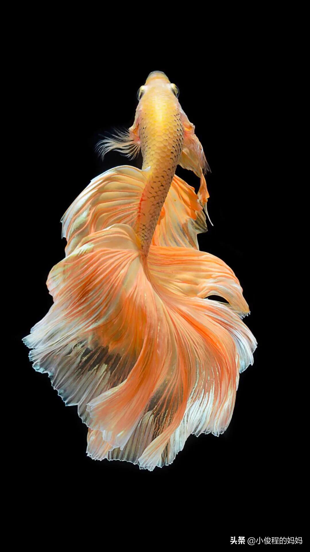 泰国斗鱼的图片大全集,泰国斗鱼公母混养