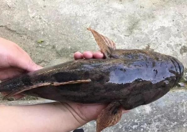 80亩水塘养鱼一年能挣多少钱,老汉养鱼年入千万