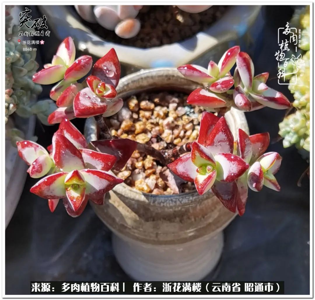 奔跑吧跑步,奔跑吧多肉盆栽