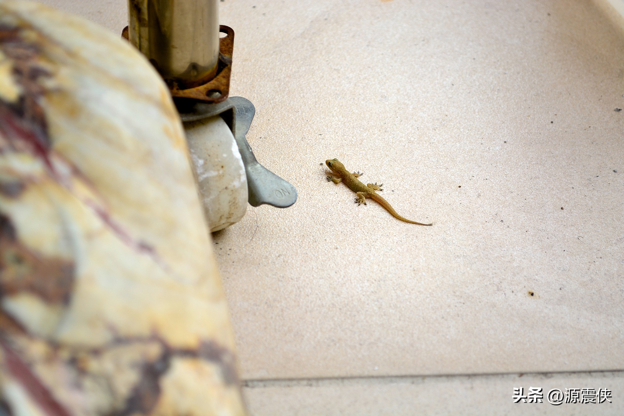 一只壁虎给孩子上了一节生动的安全课，并引起启发
