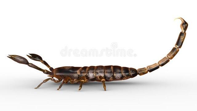 盘点目前地球存在的10种不死生物,地球上十大杀不死的生物