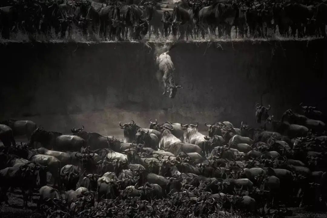 紫光原董事长赵伟国等被强执,紫光集团赵伟国案件剖析