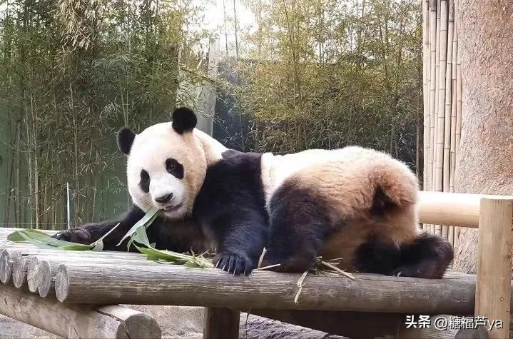 那些证明福宝是人的证据——毛皮大衣下是个小人精