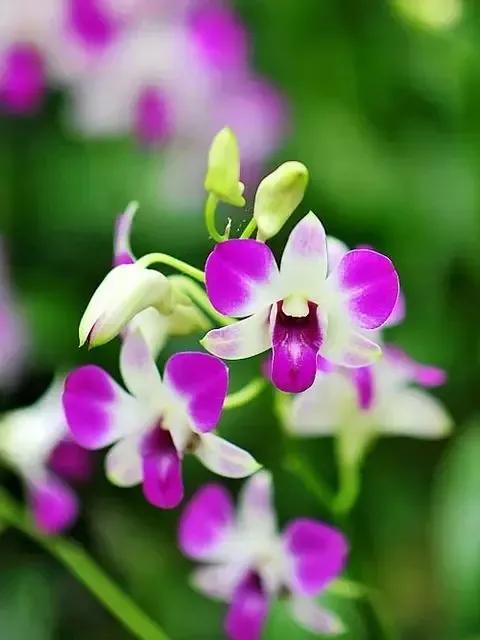 快来看看，兰花的世界真奇妙|壹木星球No.14