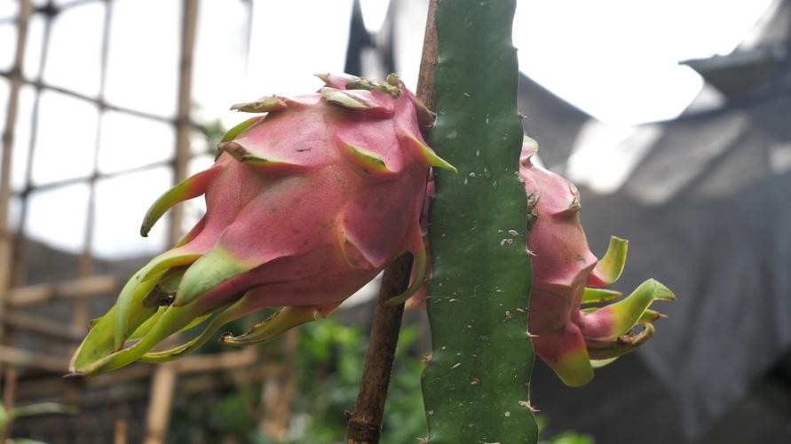 火龙果插枝越长越好吗,火龙果是幼枝插好还是老枝好