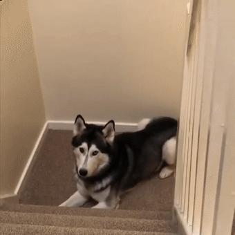 “纯种”哈士奇，才会有的特征，看完你敢养吗？