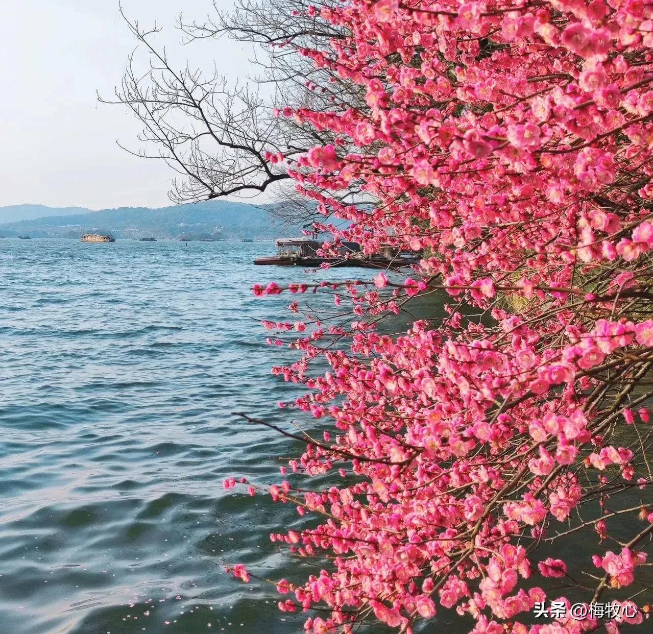 五言律诗咏梅五首,咏梅的最佳诗词七律