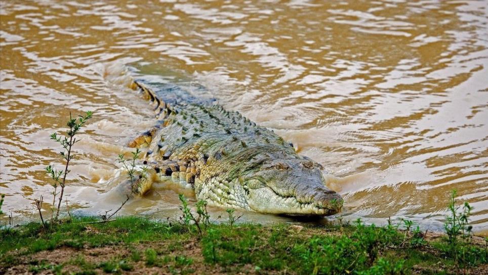 性情凶猛的十大鳄鱼,世界上十大最凶猛的鳄鱼排行榜
