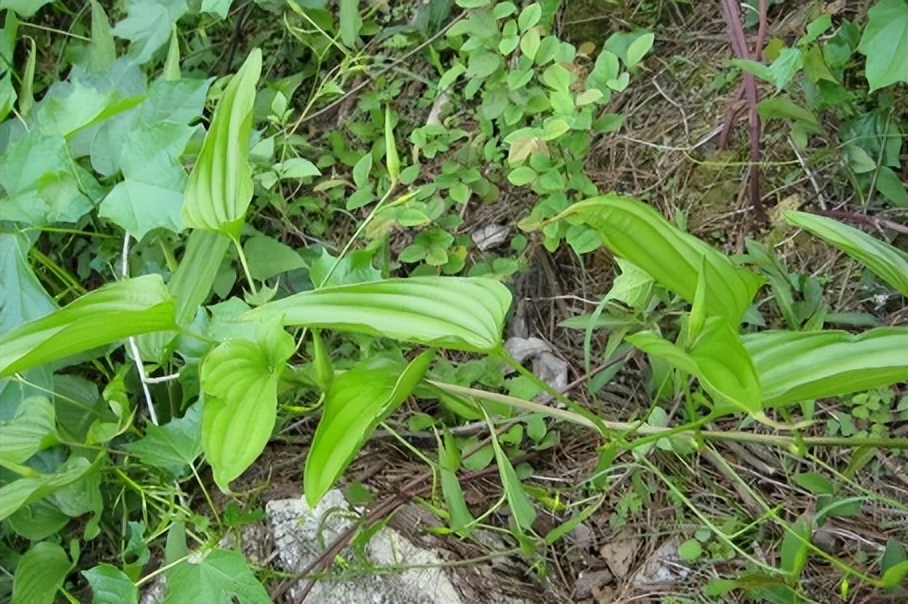 每天学一味中药百部,一味中药百部图片及功效