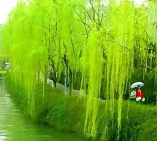 “柳枝”可不只代表“送别”，一文读懂所有“杨柳”文化