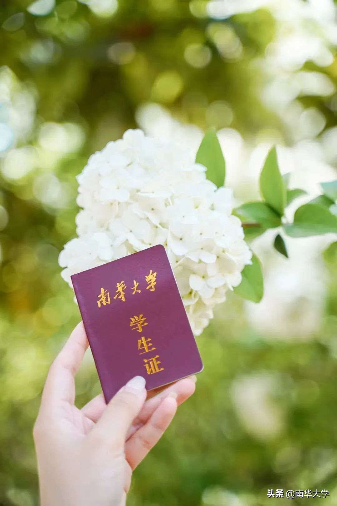 南华大学校花全集,校花南华大学