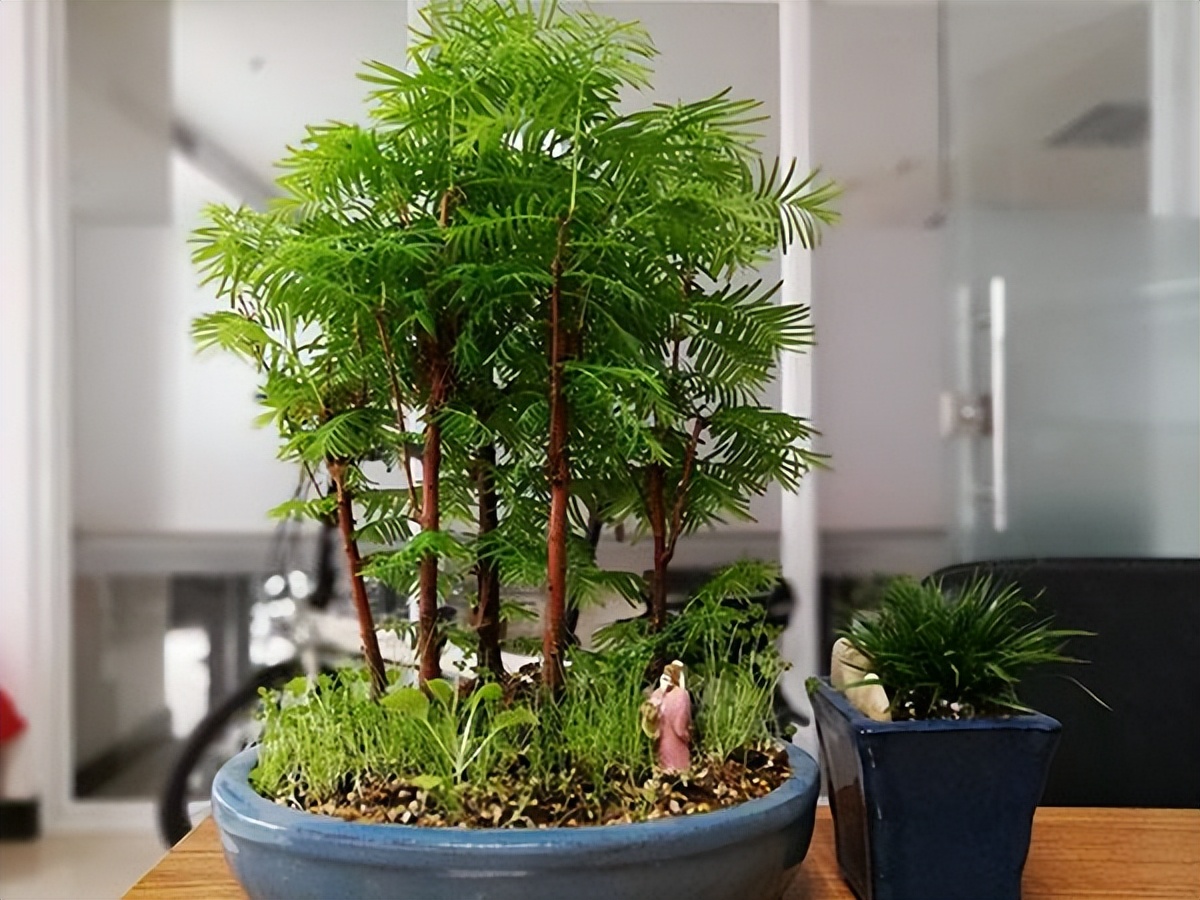 木本植物叶子枯萎发干脱落,盆栽植物掉叶子是什么原因