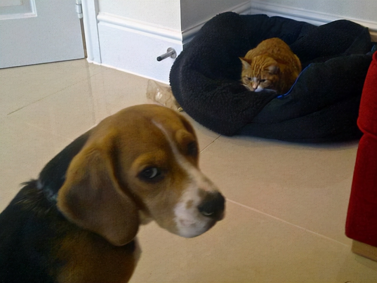 真实大象图片大全可爱,真实野生大象图片