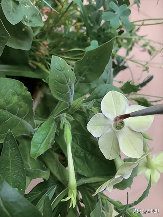 耐阴的花草怎么养,怎么养好阳台的花草