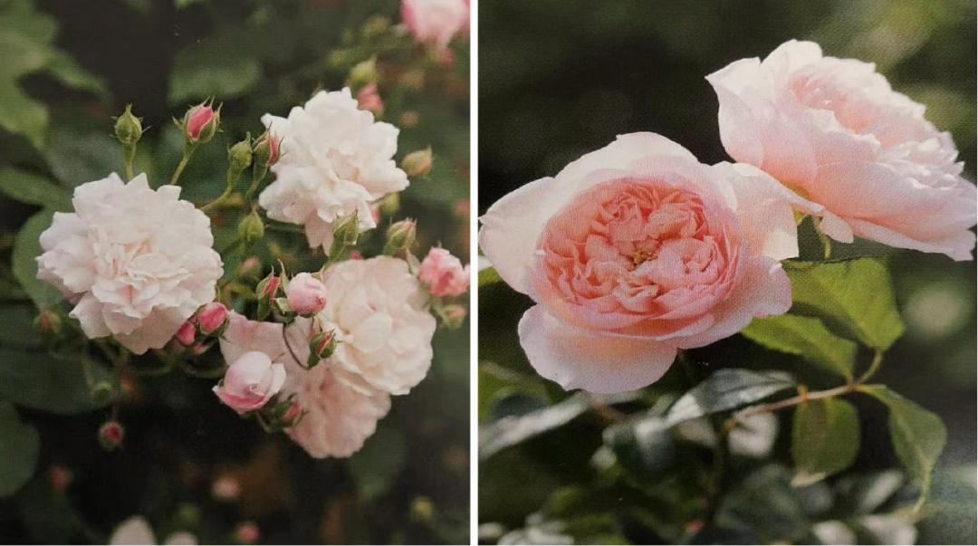 栽培玫瑰花的正确方法,玫瑰花种栽培技术