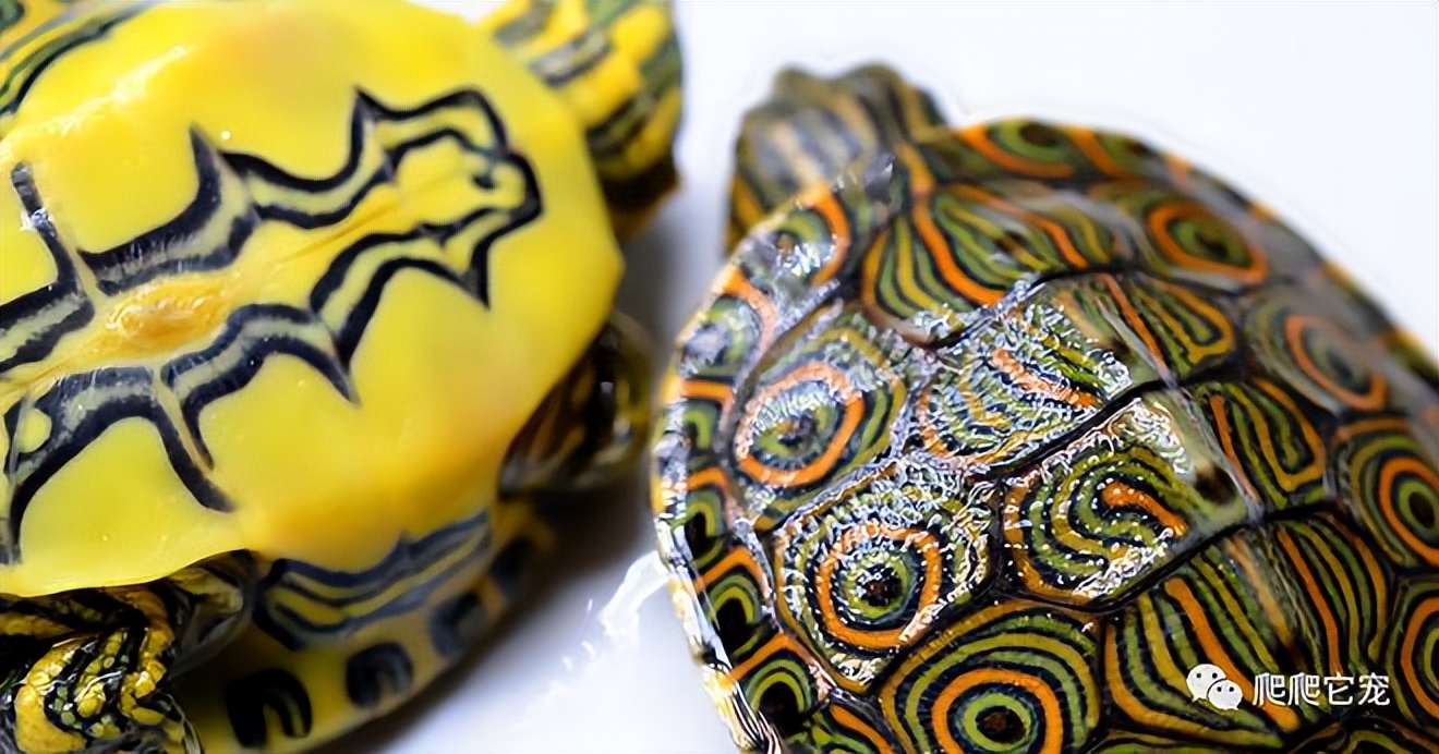 宠物饲养手册龟类水栖龟,养龟新手要选什么龟