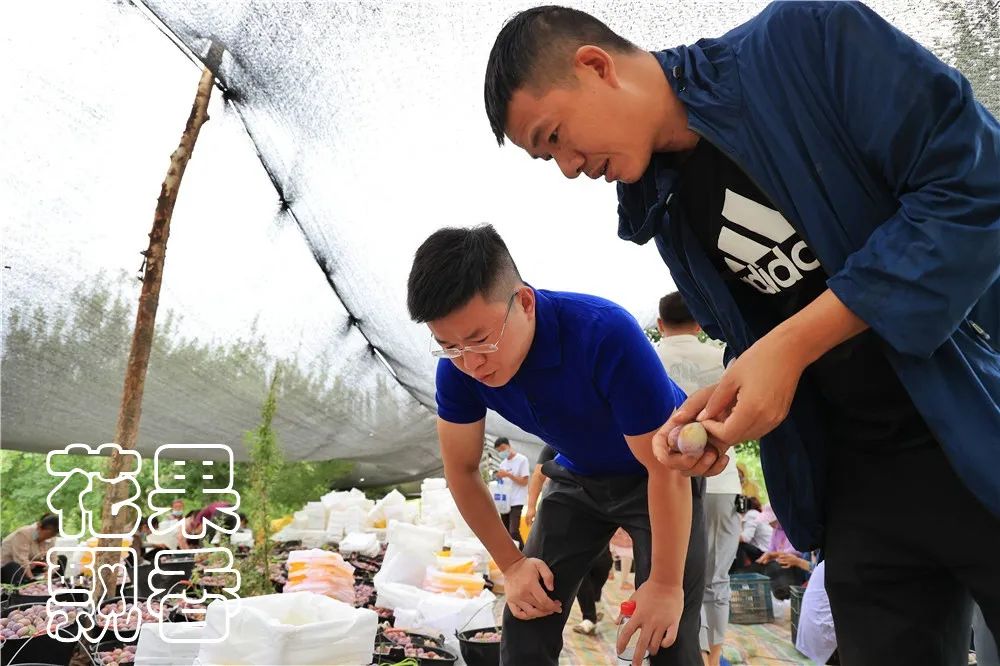 西梅怎么干得比较快呢,关于西梅的知识