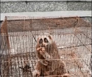 云南蜂猴,蜂猴受伤