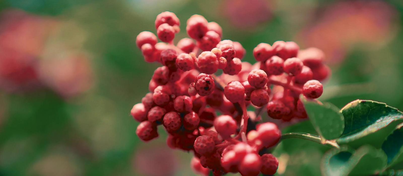 第一届韩城花椒大会 (2022韩城第五届花椒大会)