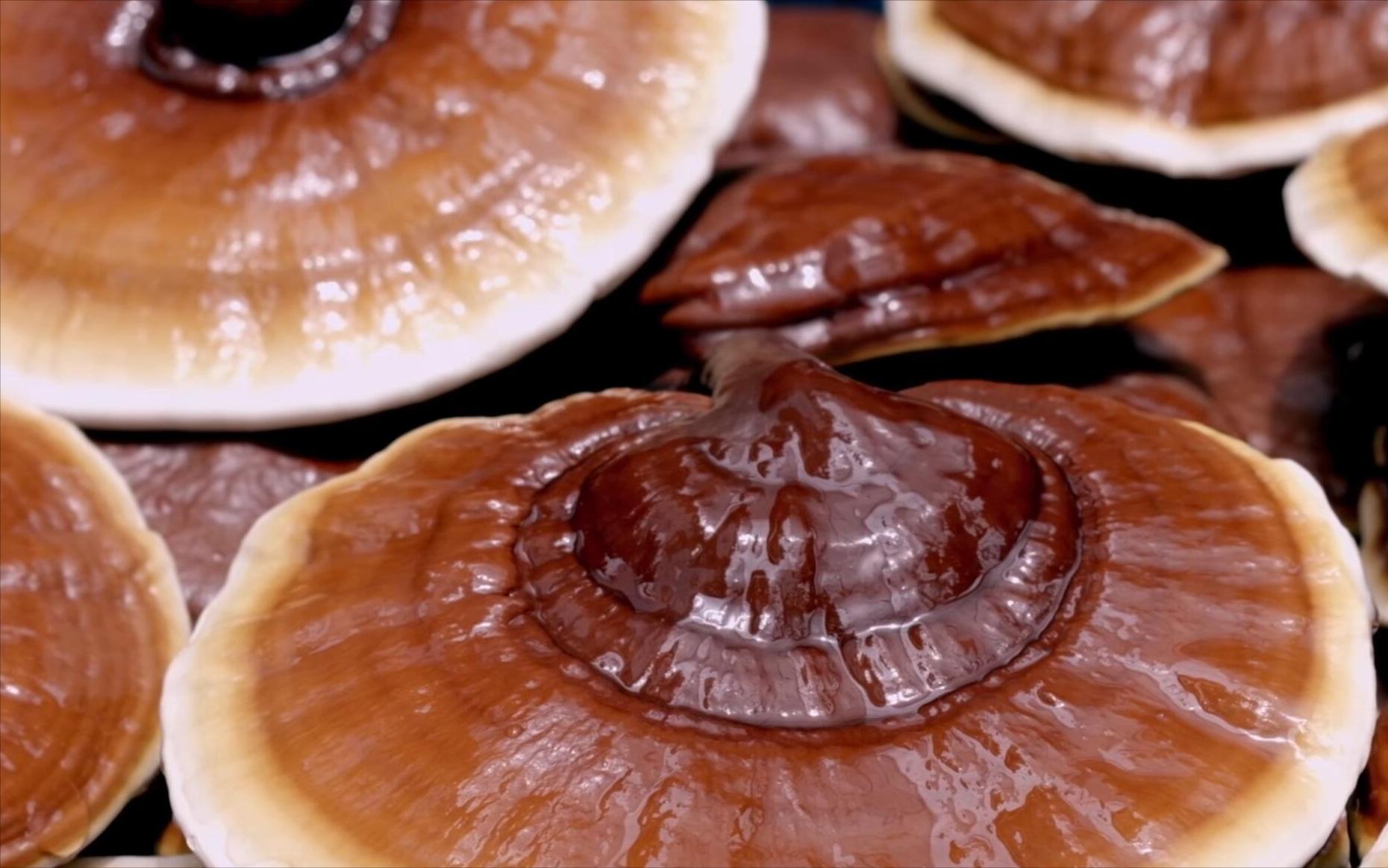 村民挖到肉灵芝是什么,村民挖到肉灵芝后续