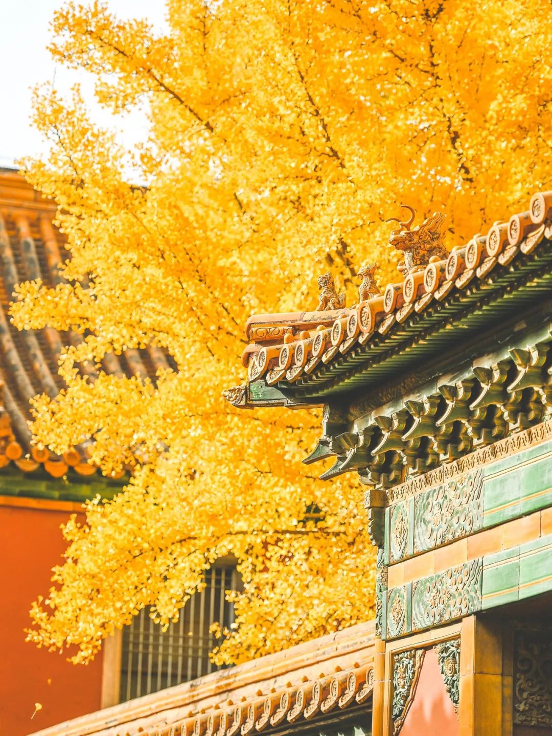 一入秋北京就变成了北平原文,一入秋北京就成了北平是谁说的