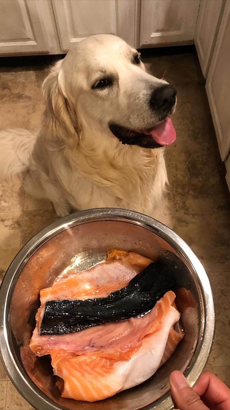 经常吃这些,让狗狗毛发获得“新生”,铲屎的还不赶紧喂!