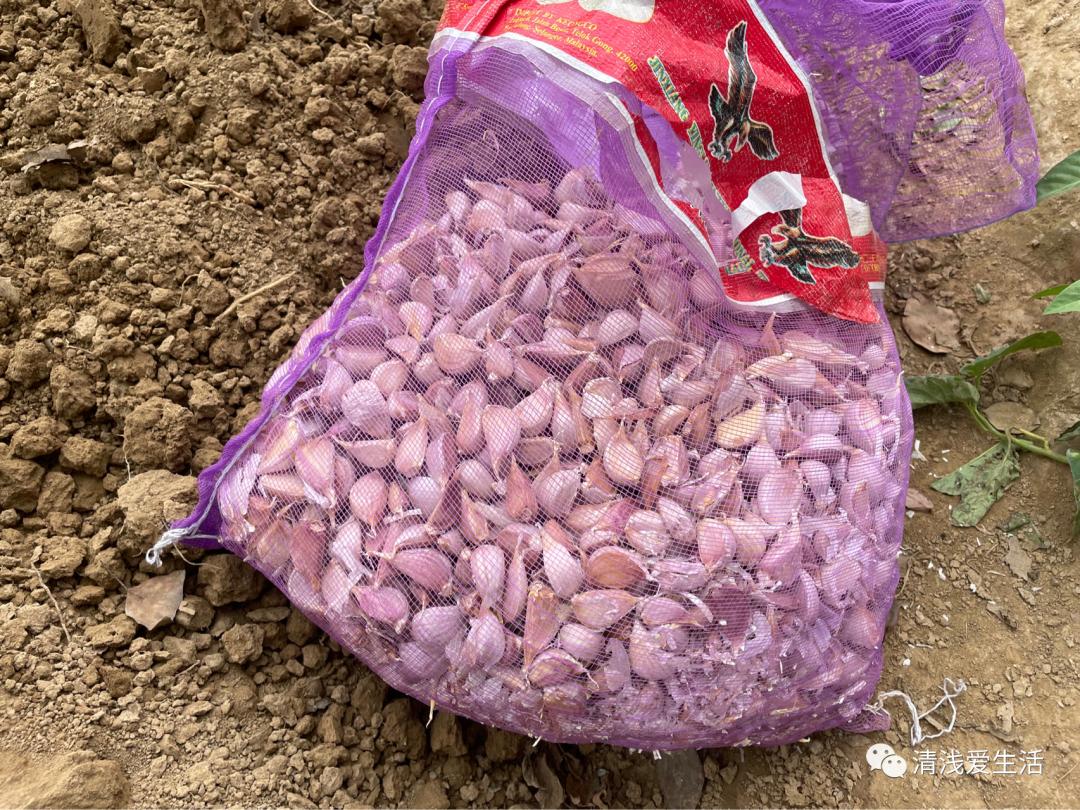 种植大蒜买什么样的大蒜好视频,红皮大蒜种植对气候要求高吗