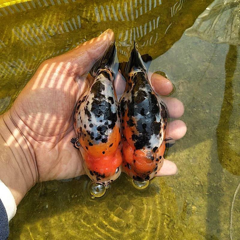 鱼缸大饲养密度小兰寿金鱼能活吗,兰寿金鱼饲养照明灯有必要吗