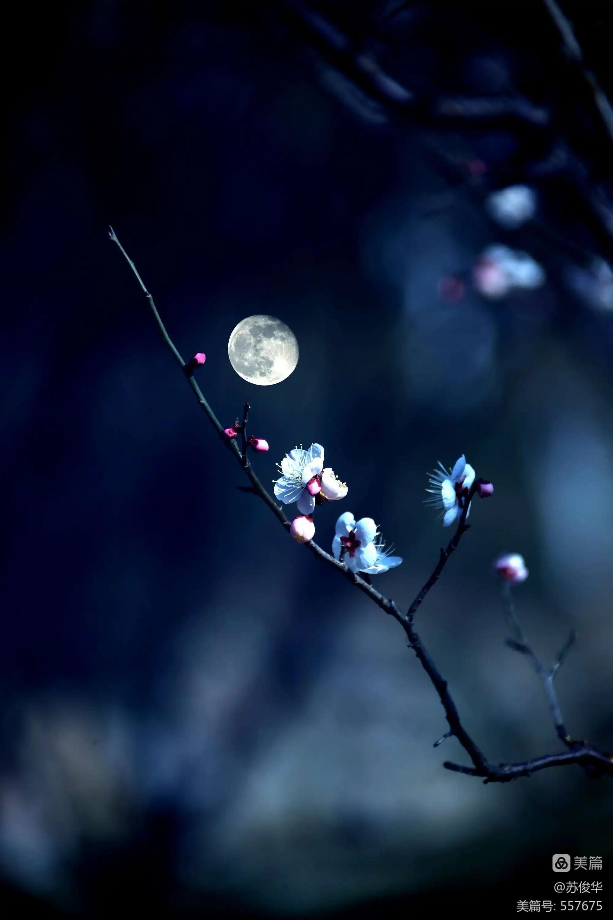 十首“山居杂诗”，山居，讲究回归我大自然，是现代人的梦中桃源