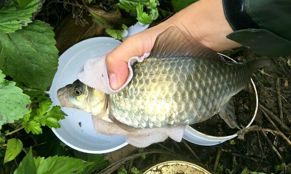 一百多元的浮漂,百元纳米浮漂和芦苇浮漂