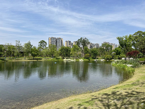 鍒濆涔嬫梾榛勯噾娴峰哺,鍒濆涔嬫梾