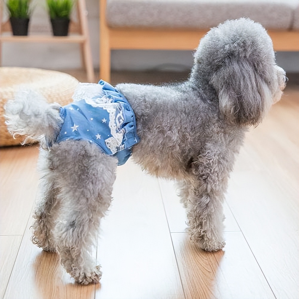 宠物狗必须的护理,狗狗的这些生理小知识你知道吗