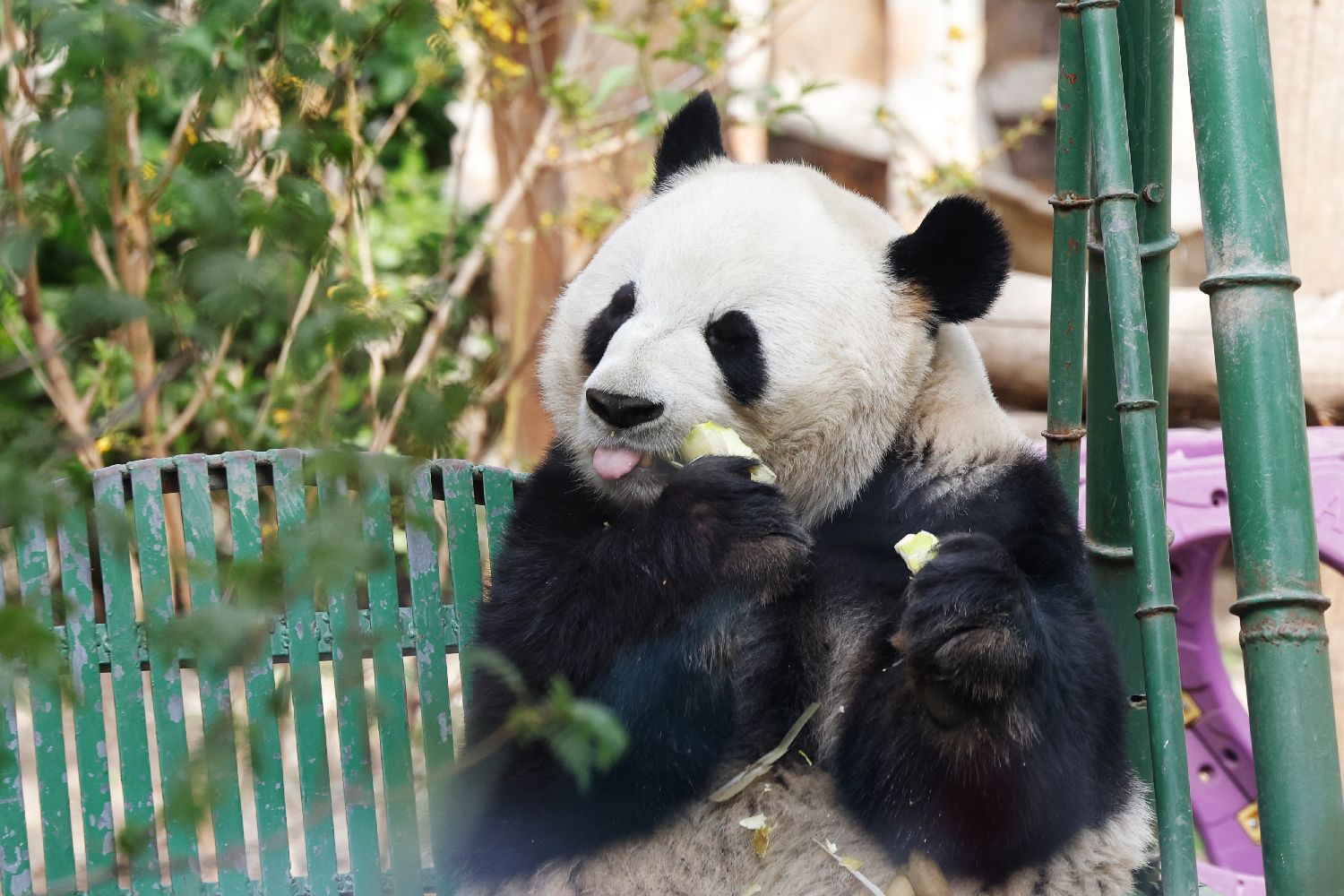 熊猫界最顶流的家族,熊猫界曾经的顶流