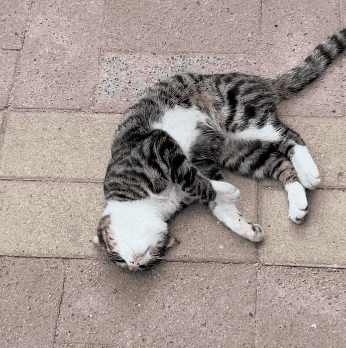 十大宠物猫排名英短,最受欢迎的猫咪前十宠物猫