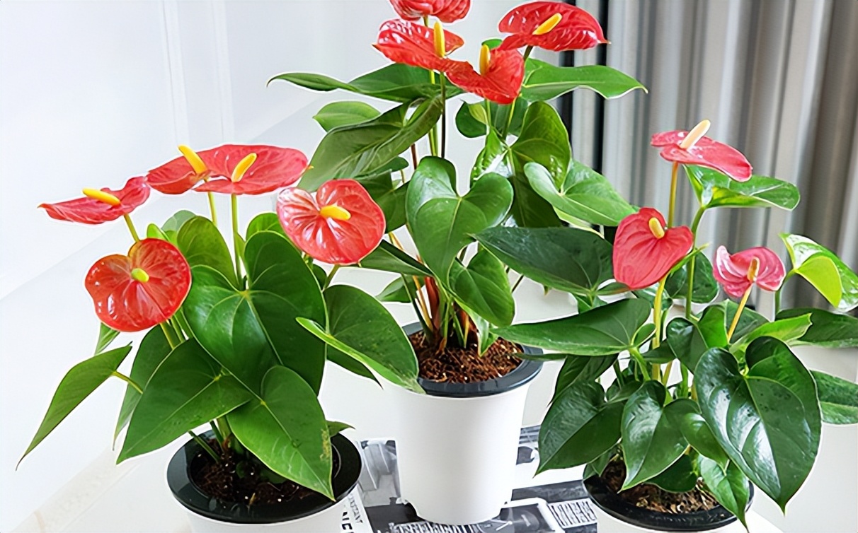 十大适合懒人种植的花,适合家庭种植的观赏花