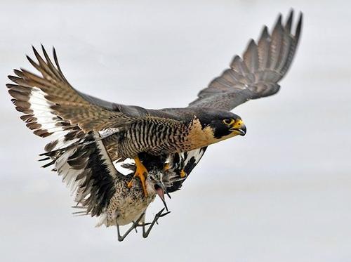 娓搁毤鐚庢潃鐪奸暅鐜嬭泧,娓搁毤澶ф垬鐪奸暅鐜嬭泧