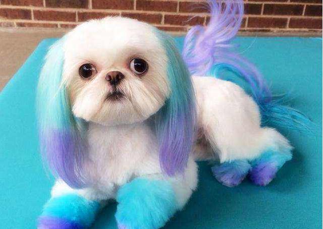 狗狗的毛发不亮怎么解决,狗狗毛发干枯无光泽吃什么营养