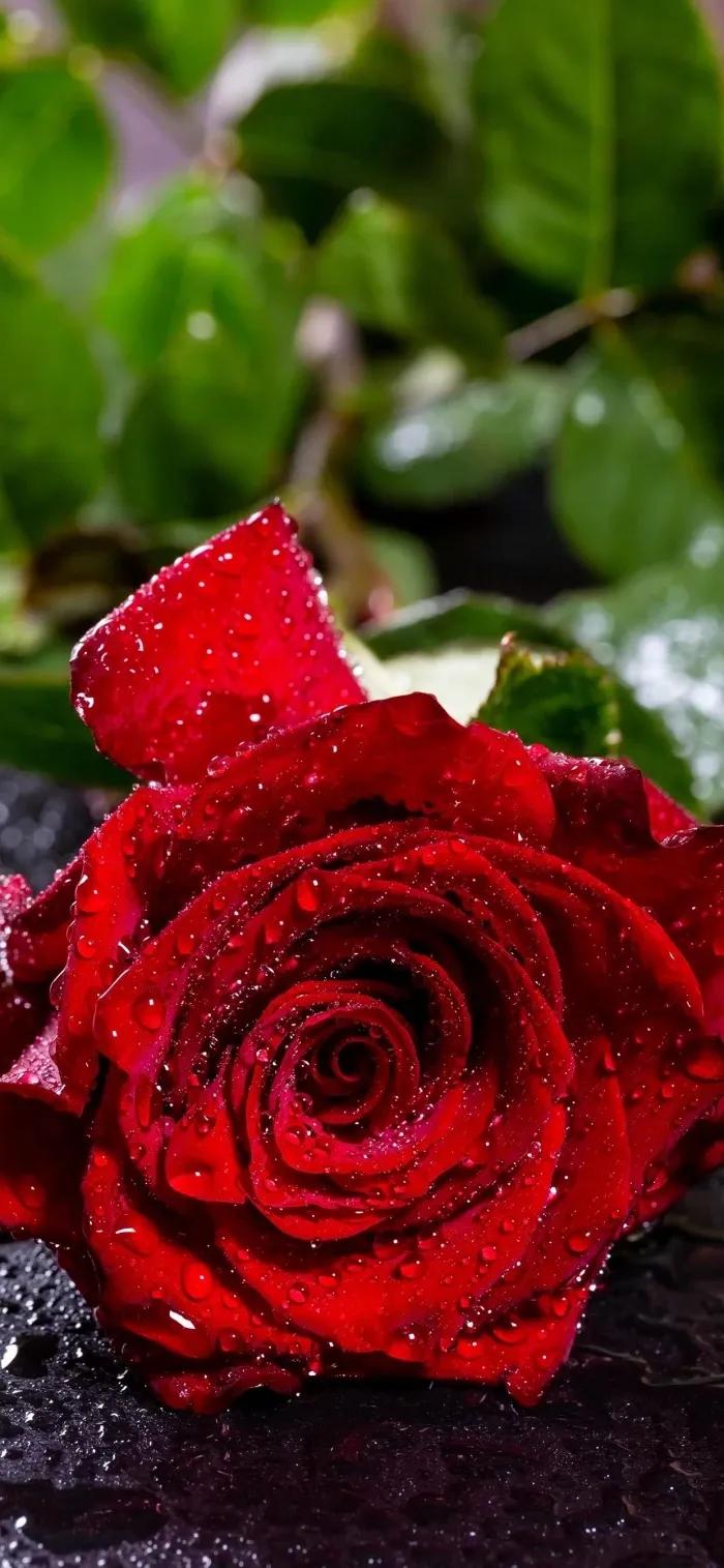 求婚送什么颜色的玫瑰花比较合适,玫瑰花的外形特点和颜色的特点