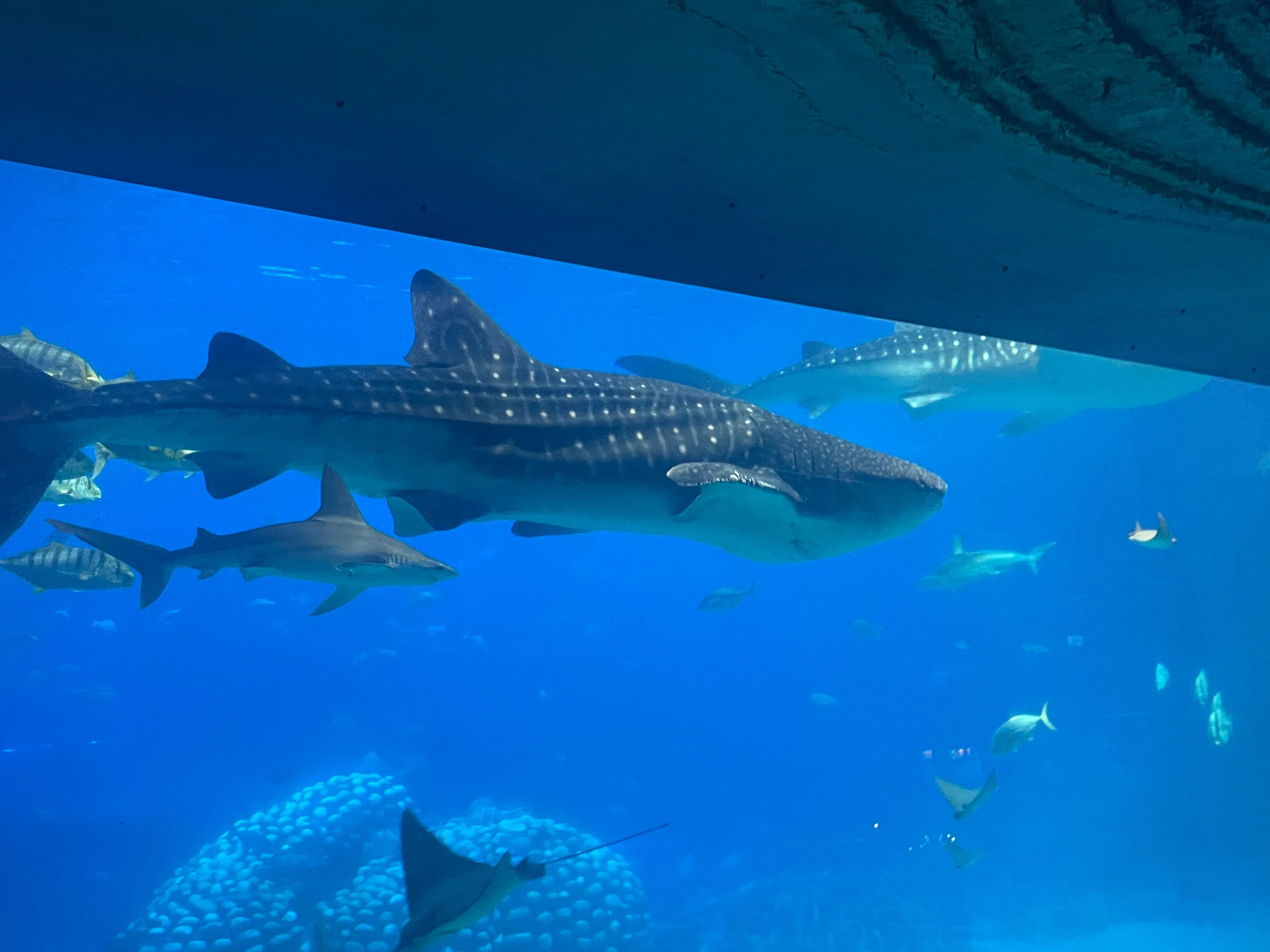 珠海长隆海洋王国一日游,珠海长隆海洋王国身高限制