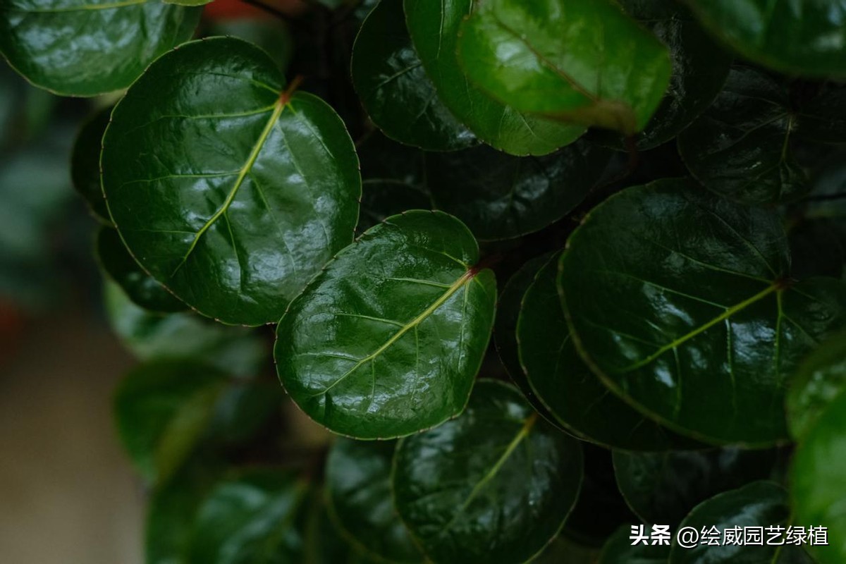 8种超好寓意的绿植旺财又旺人,7种霸气植物寓意吉祥子孙富贵