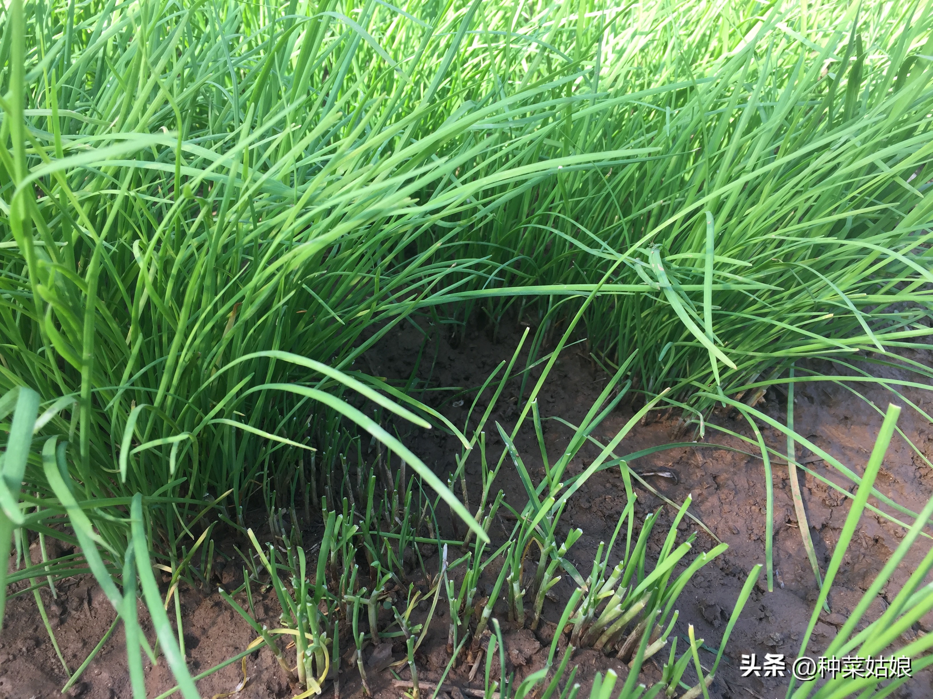 怎样种小葱韭菜,种小葱的地适合种韭菜吗