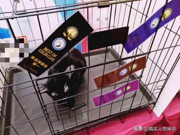 我，80后上海人，靠养猫一个月赚好几万，如今移民希腊，财务自由