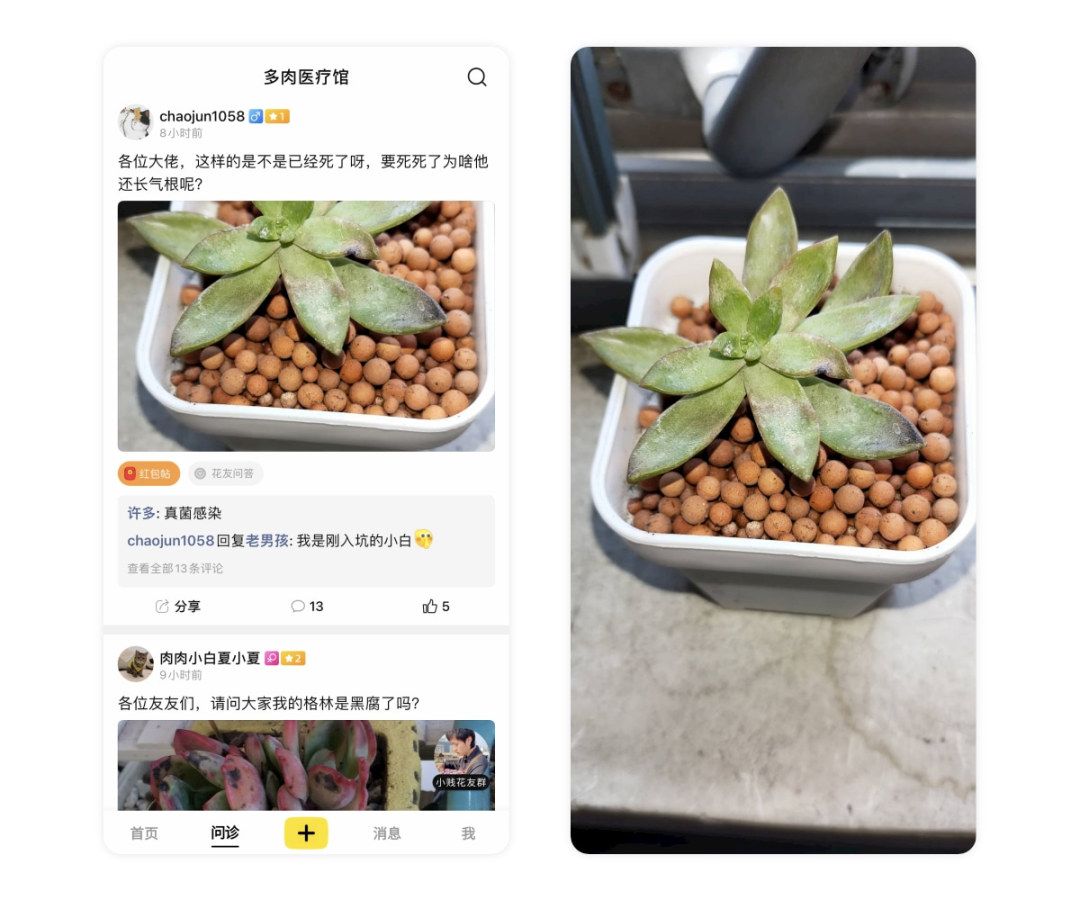 多肉长白霜病不喷药能好吗,多肉黑霉病的原因及治疗方法