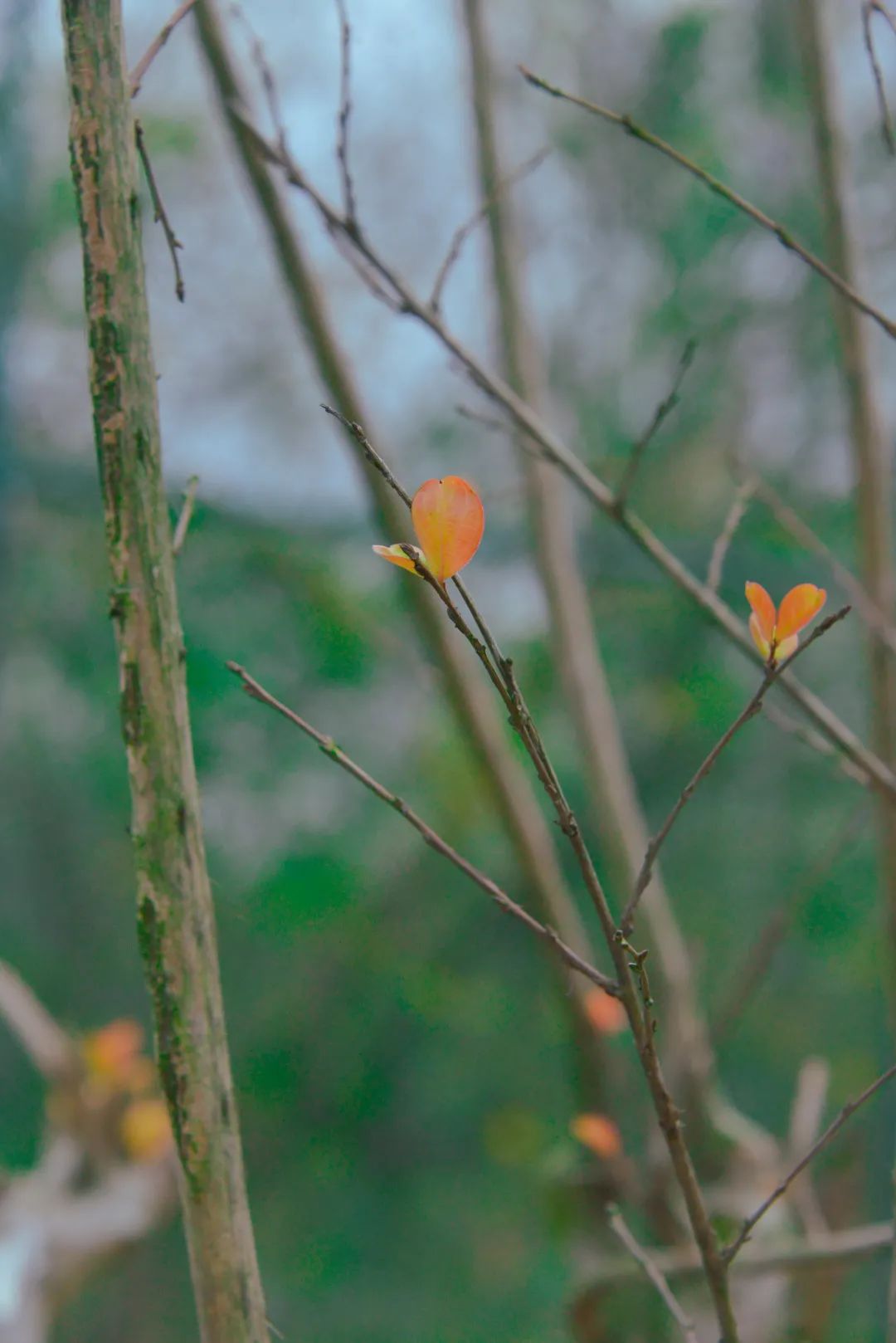 深圳市携创高级技工学校学费2021,深圳携创高级技工学校校区