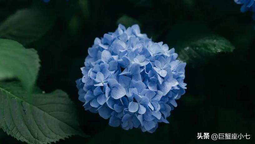 爱一个人，形态多变的狮子座，会撒娇会胡闹，有责任有魄力有担当