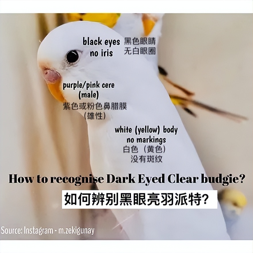 虎皮鹦鹉绿和蓝哪个基因强,虎皮鹦鹉白化红眼基因