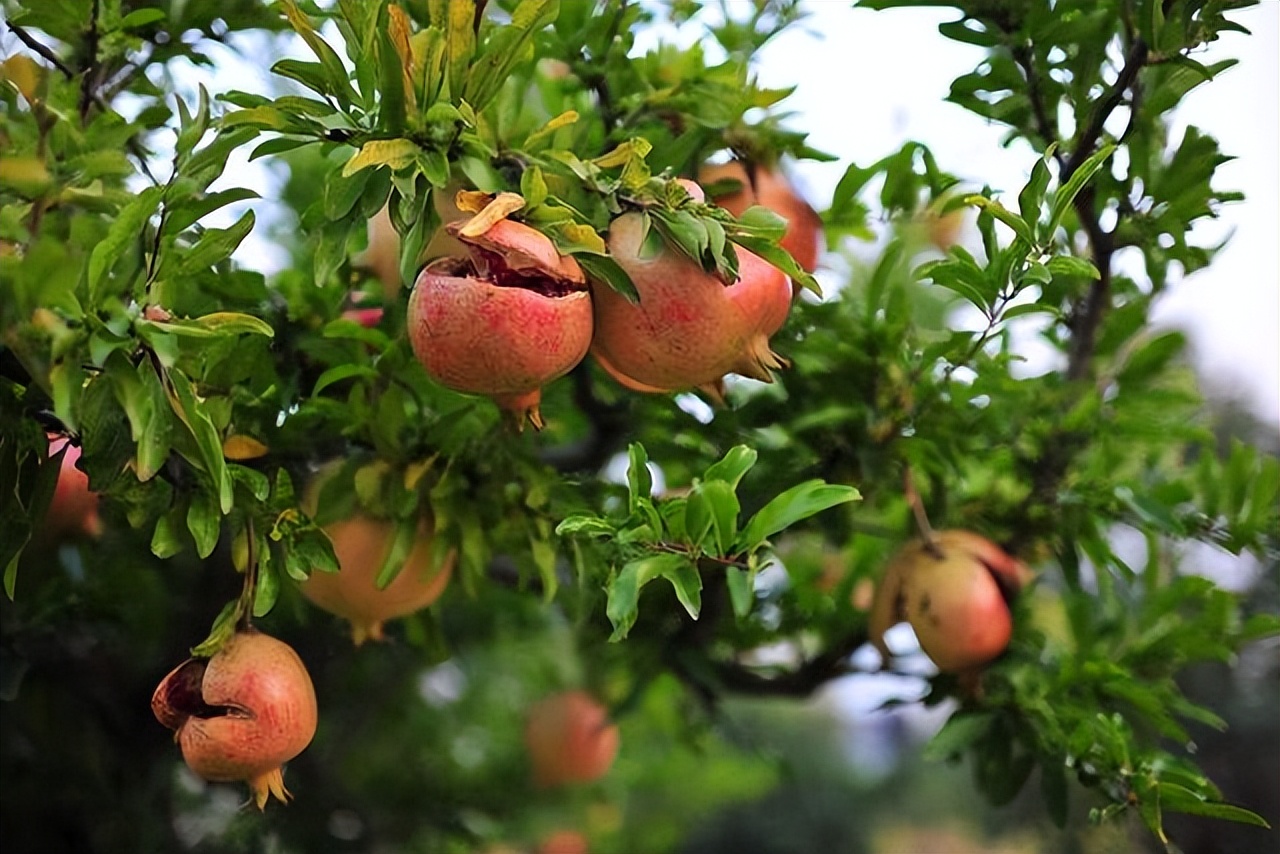 盆栽石榴开花前期管理方法图片,盆栽石榴怎样养护才能开花结果
