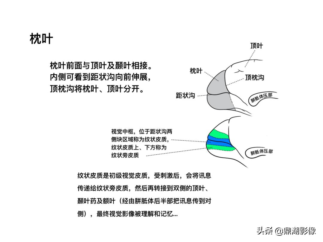 大脑皮层的解剖与定位,大脑解剖学习绘图笔记