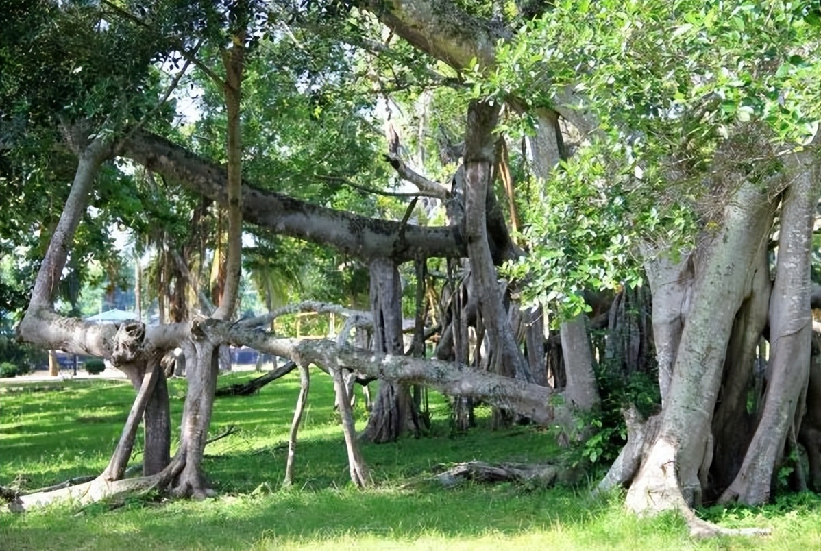 榕树的生长条件,榕树的养殖方法和注意事项详解